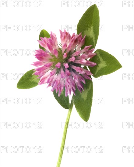 Flowering Clover against White Background