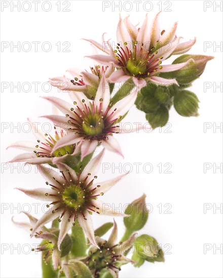 Flowering Hens and Chicks Succulent, Sempervivum, Close-Up Detail against White Background