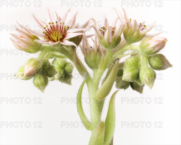 Flowering Hens and Chicks Succulent, Sempervivum, Close-Up Detail against White Background