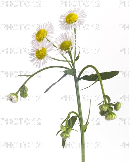 Daisy Fleabane against White Background