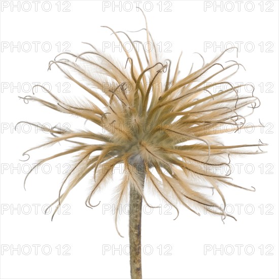 Clematis Seed Head against White Background