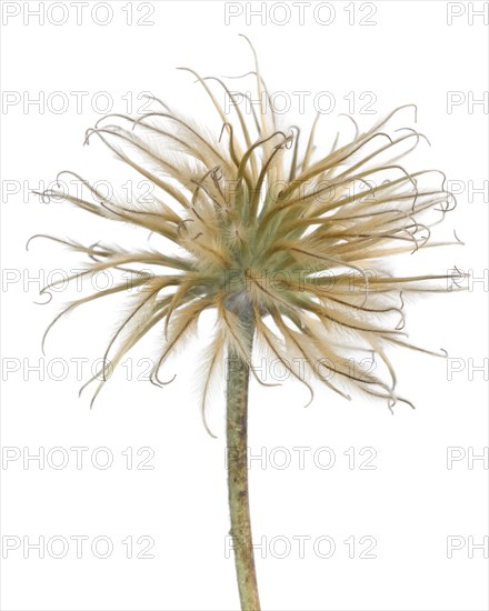 Clematis Seed Head against White Background