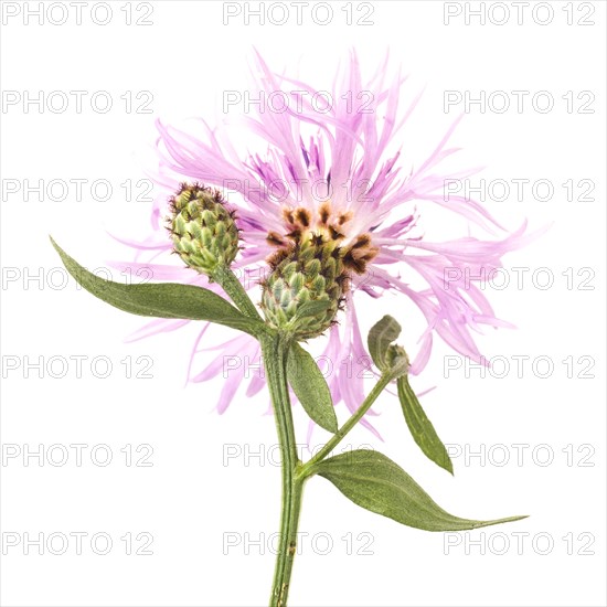 Flowering Tyrol Knapweed, Centaurea nigrescens, against White Background