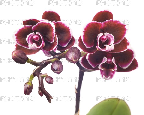 Miniature Maroon Orchid on White Background