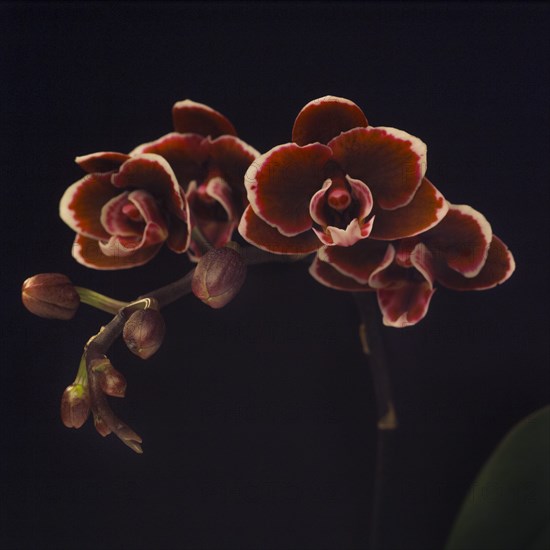 Miniature Maroon Orchid on Black Background