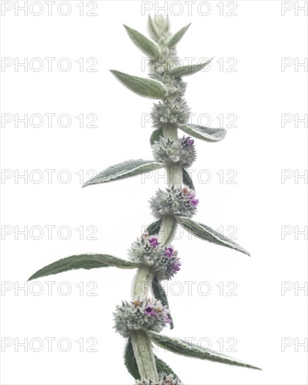 Lamb's Ear, Stachys byzantina, Close-Up Detail against White Background