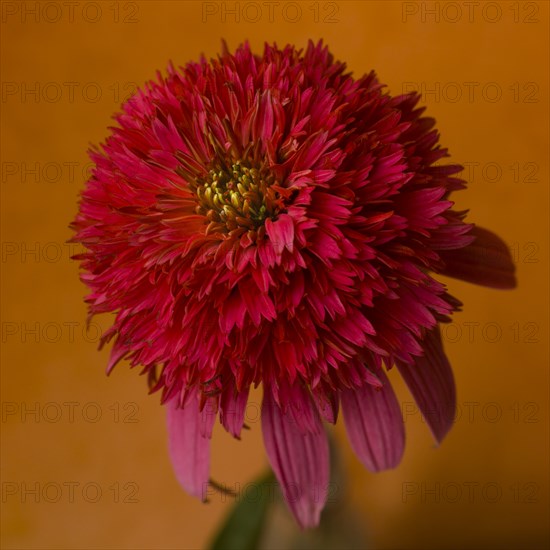 Red Coneflower or Echinacea against Orange Background