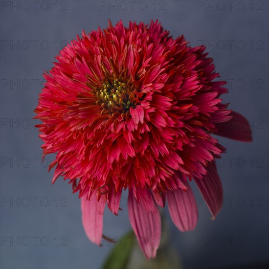Red Coneflower or Echinacea against Blue Background