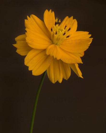 Yellow Cosmos against Dark Background