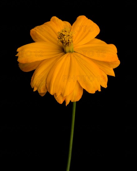 Yellow Cosmos against Dark Background