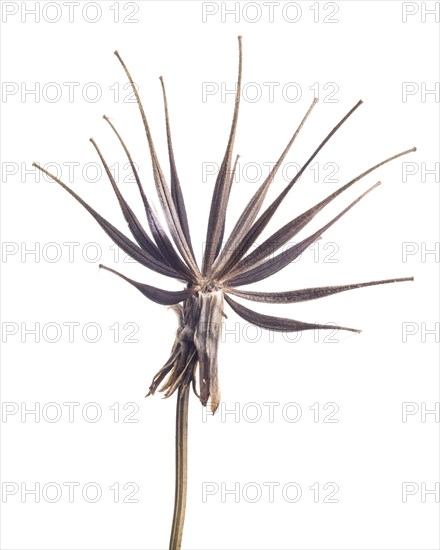Dried Cosmos with Seed Pods against White Background