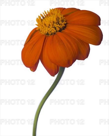 Mexican Sunflower, Tithonia rotundifolia, against White Background