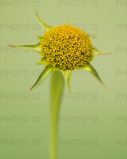 Mexican Sunflower, Tithonia rotundifolia, No Petals against Green Background