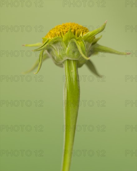 Low Angle View of Mexican Sunflower, Tithonia rotundifolia, No Petals against Green Background