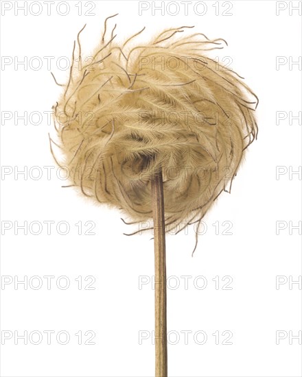 Clematis Seed Head against White Background