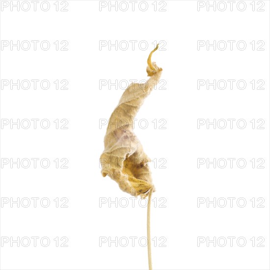 Dried Flowering Maple, Abutilon striatum thompsonii, Leaf against White Background II