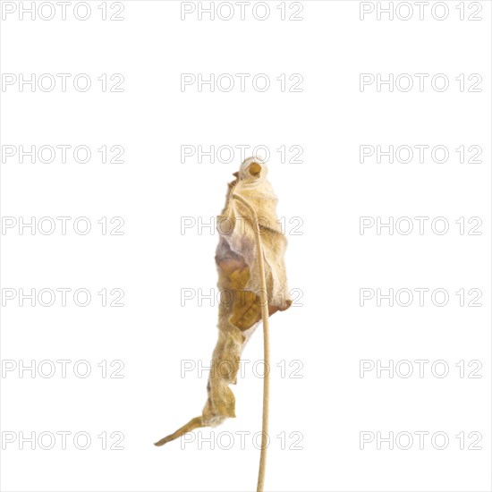 Dried Flowering Maple, Abutilon striatum thompsonii, Leaf against White Background III