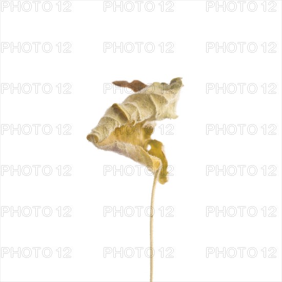 Dried Flowering Maple, Abutilon striatum thompsonii, Leaf against White Background IV