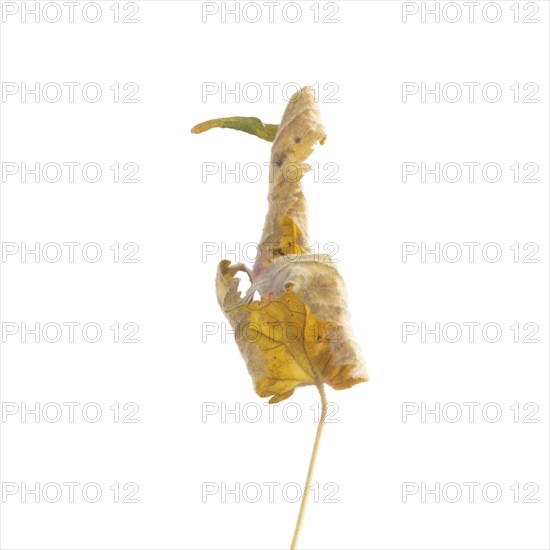 Dried Flowering Maple, Abutilon striatum thompsonii, Leaf against White Background V