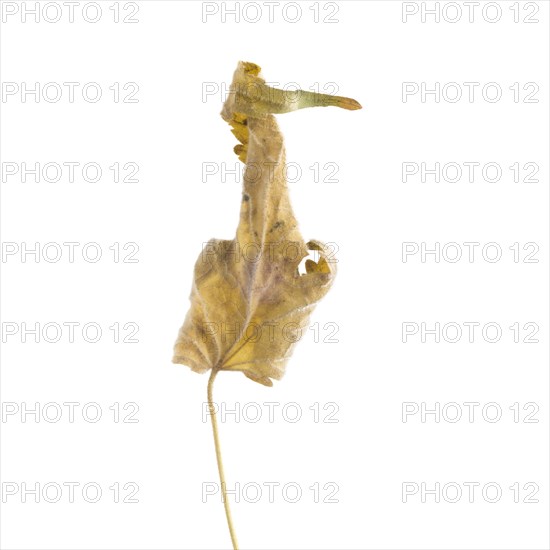 Dried Flowering Maple, Abutilon striatum thompsonii, Leaf against White Background VI