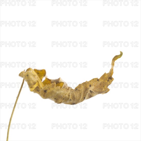 Dried Flowering Maple, Abutilon striatum thompsonii, Leaf against White Background VII