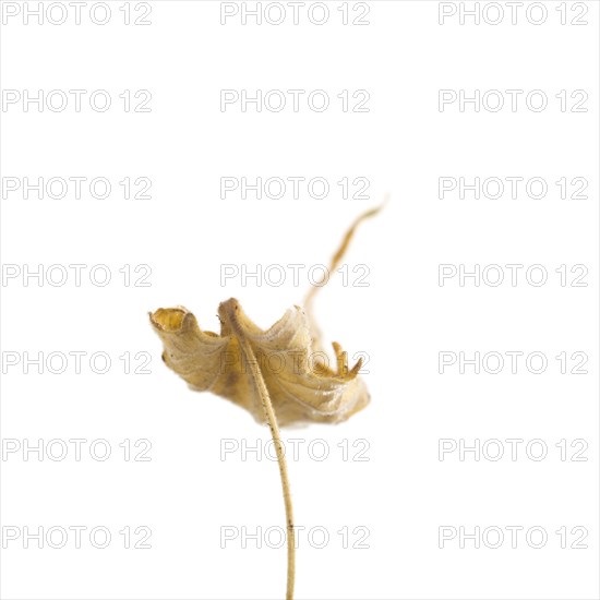 Dried Flowering Maple, Abutilon striatum thompsonii, Leaf against White Background VIII