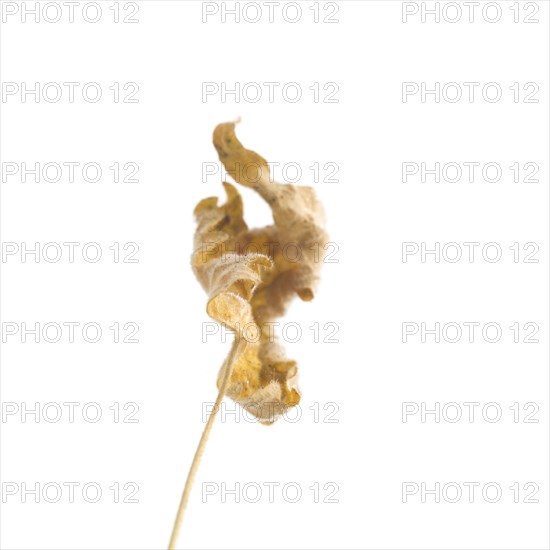 Dried Flowering Maple, Abutilon striatum thompsonii, Leaf against White Background IX