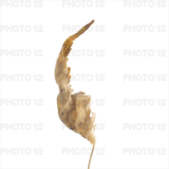 Dried Flowering Maple, Abutilon striatum thompsonii, Leaf against White Background X