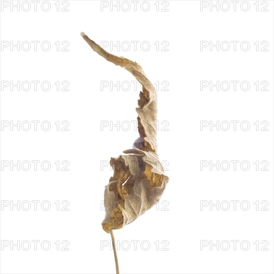 Dried Flowering Maple, Abutilon striatum thompsonii, Leaf against White Background XI