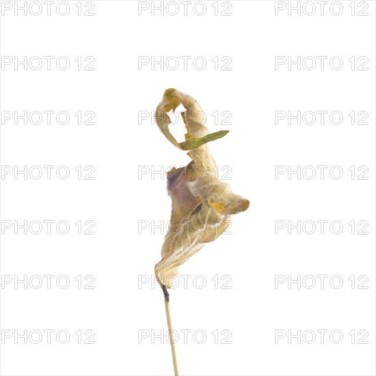 Dried Flowering Maple, Abutilon striatum thompsonii, Leaf against White Background XII