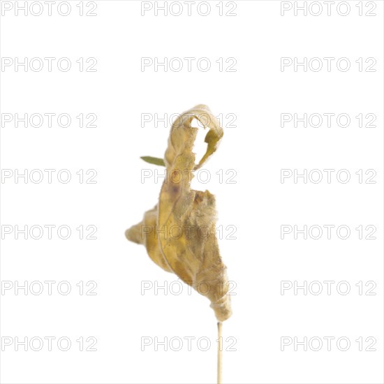 Dried Flowering Maple, Abutilon striatum thompsonii, Leaf against White Background XIII