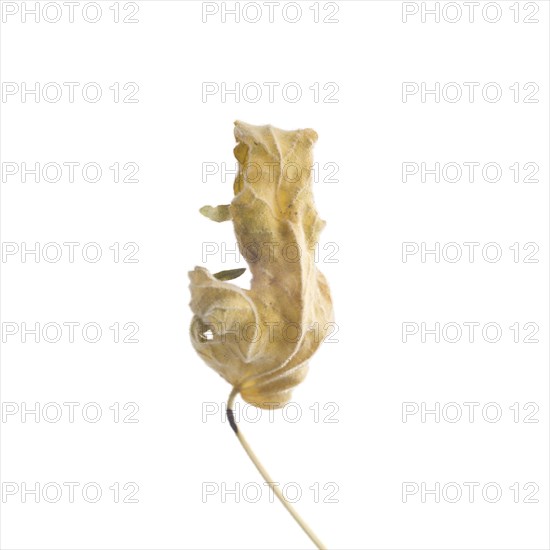 Dried Flowering Maple, Abutilon striatum thompsonii, Leaf against White Background XIV