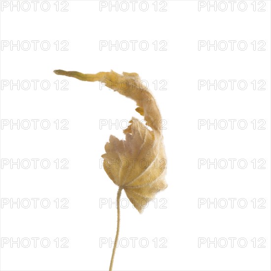 Dried Flowering Maple, Abutilon striatum thompsonii, Leaf against White Background XV