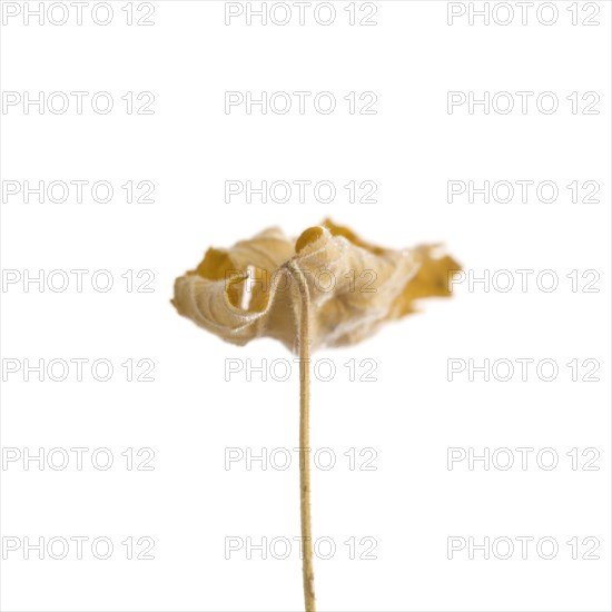 Dried Flowering Maple, Abutilon striatum thompsonii, Leaf against White Background XVI