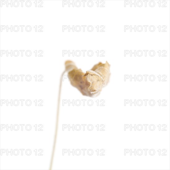 Dried Flowering Maple, Abutilon striatum thompsonii, Leaf against White Background XVII