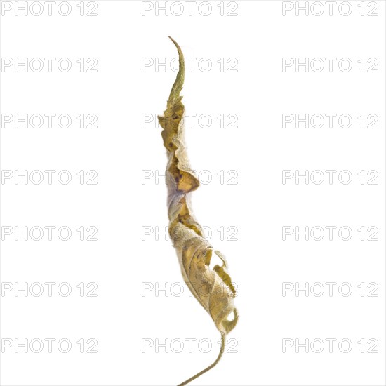 Dried Flowering Maple, Abutilon striatum thompsonii, Leaf against White Background XVIII