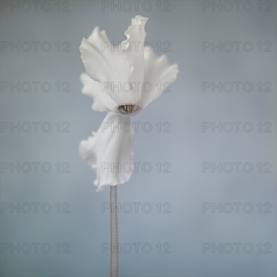 White Persian Cyclamen, Cyclamen persicum, against Blue Background