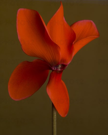 Flaming Red Cyclamen against Dark Amber Background, Close-up