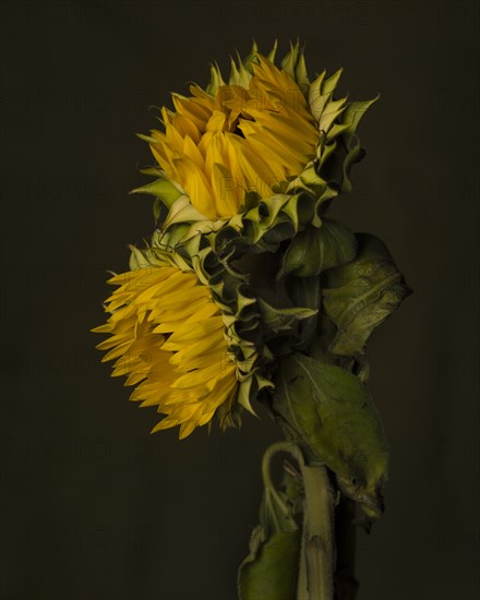 Entwined Sunflowers