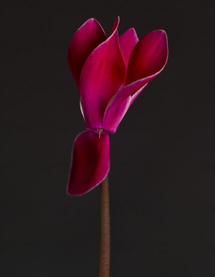 Deep Pink Cyclamen on Stem against Dark Background