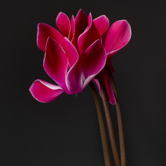 three Deep Pink Cyclamens on Stems against Dark Background