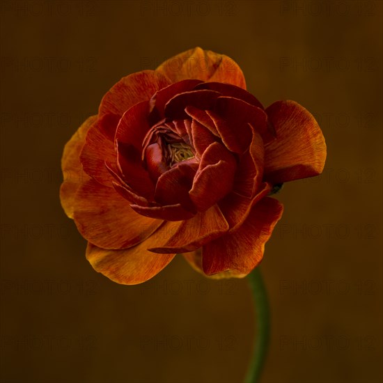 Ranunculus Flower against Dark Orange Background
