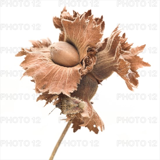 Hazelnut Seed Pod with Stink Bug against White Background