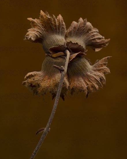 Rear View of Hazelnut Seed Pod against Brown Background