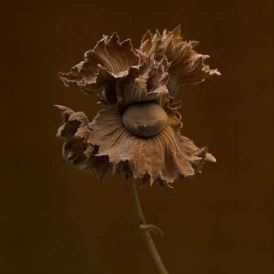 Hazelnut Seed Pod against Brown Background