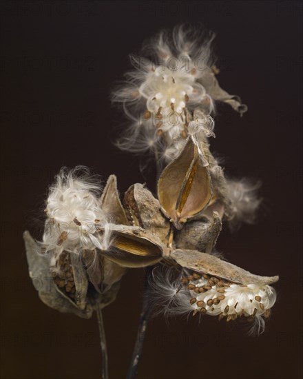 Milkweed Seed Pods against Dark Background, Close-Up
