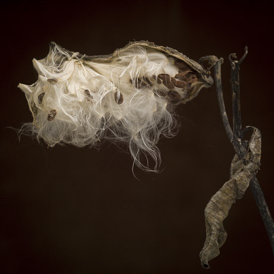 Milkweed Seed Pod against Dark Background, Close-Up