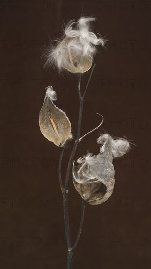 Milkweed Seed Pods against Dark Background, Close-Up