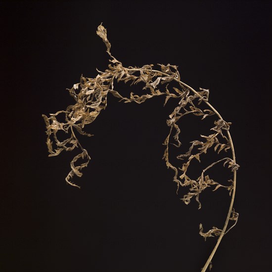 Dried Grass against Black Background