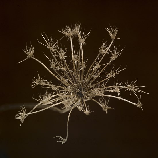 Dried Queen Anne's Lace against Black Background